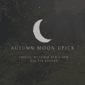Autumn Moon Pick